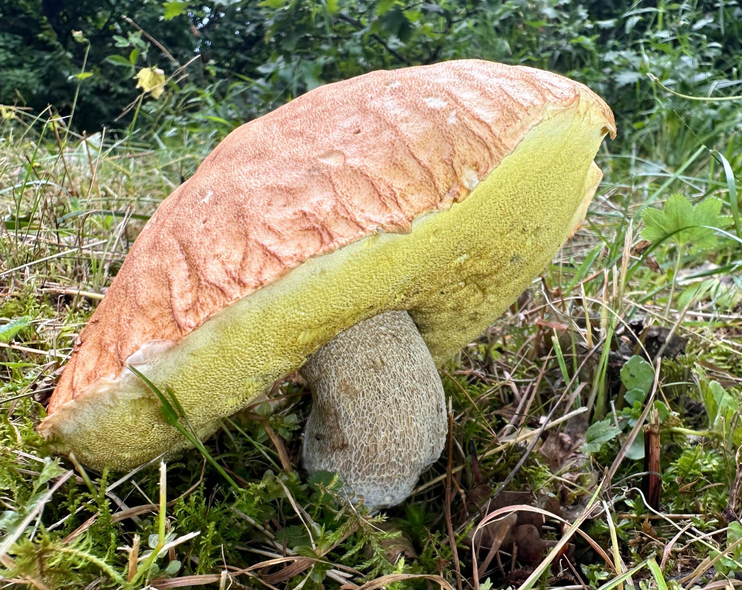 Ինչպես ճիշտ լուսանկարել վայրի սնկերը