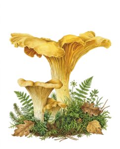 Cantharellus