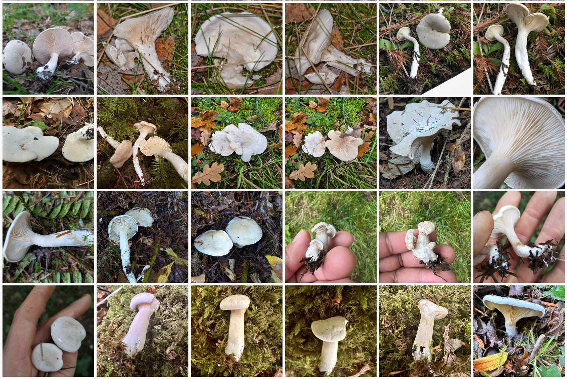 Ալրաքող (Clitopilus)