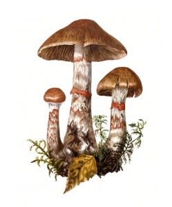 Cortinarius