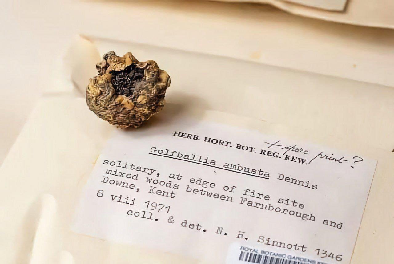 Golfballia ambusta. Սնկաբանական աշխարհի ամենազավեշտալի միստիֆիկացիան