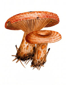 Lactarius