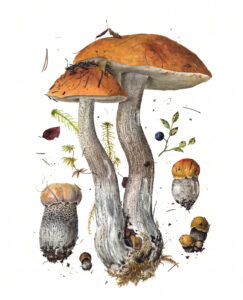 Leccinum