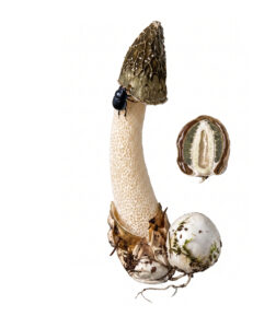 Phallus