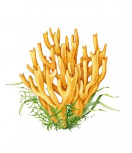 Ramaria