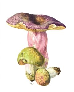 Russula