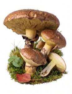 Suillus