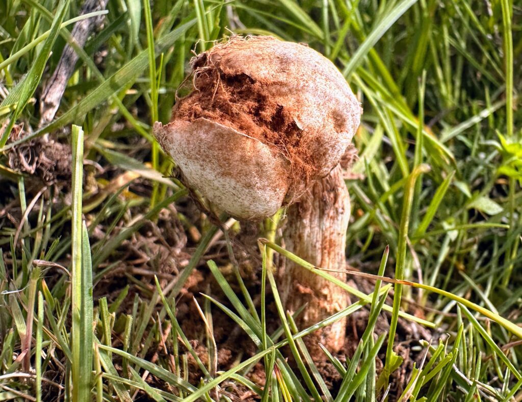 Tulostoma fimbriatum