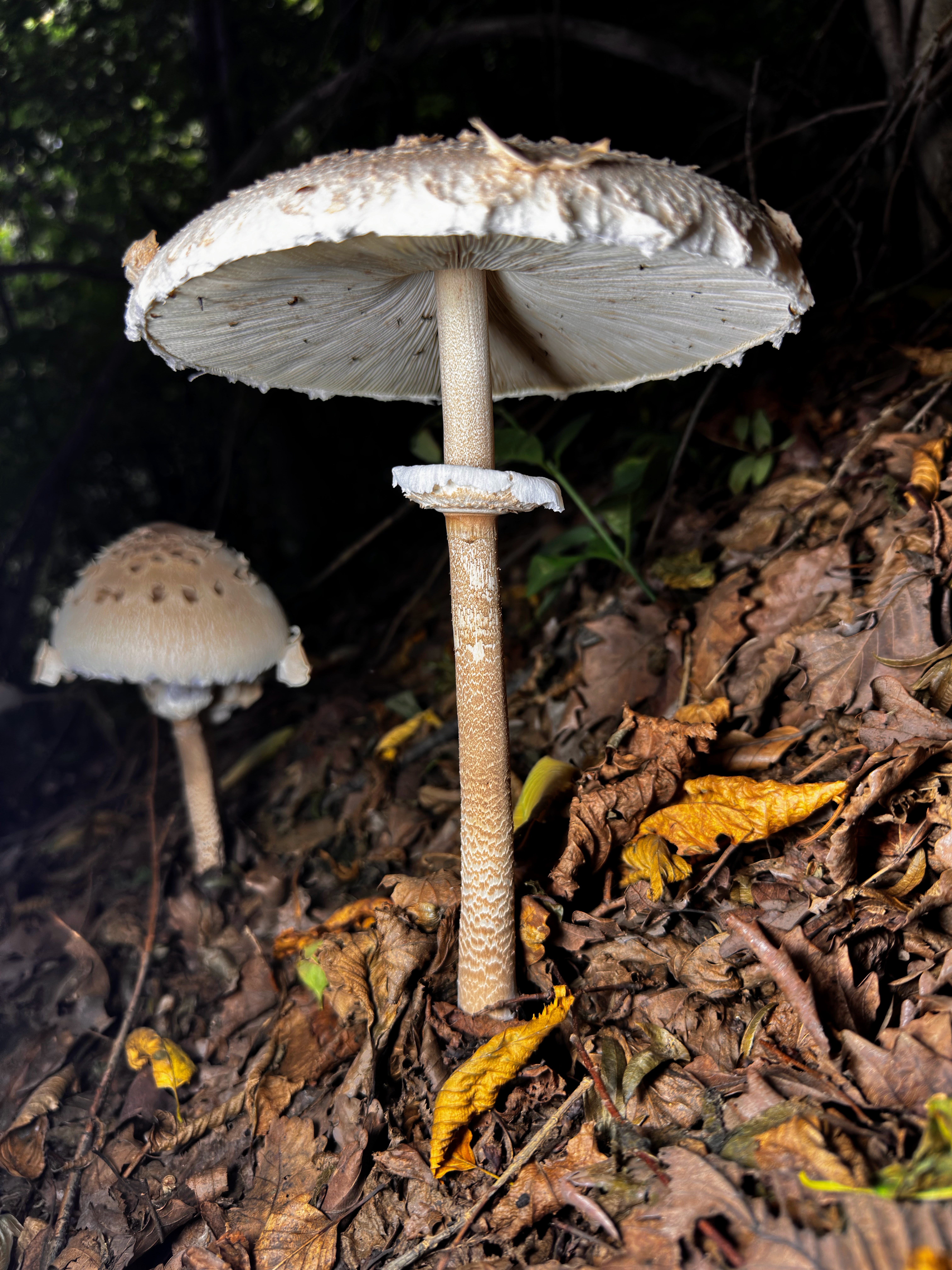 Macrolepiota procera