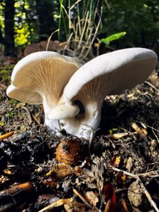 Pleurotus cornucopiae
