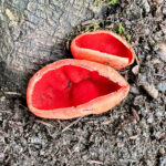 Sarcoscypha coccinea