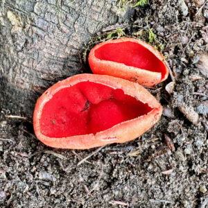 Sarcoscypha coccinea