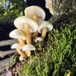 Flammulina velutipes