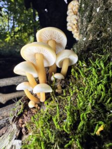 Flammulina velutipes