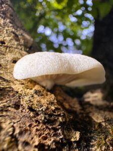 Hohenbuehelia fluxilis