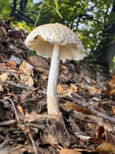 Lepiota clypeolaria