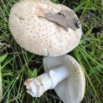 Amanita echinocephala