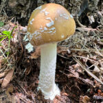 Amanita gemmata