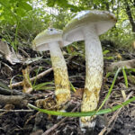 Zhuliangomyces ochraceoluteus
