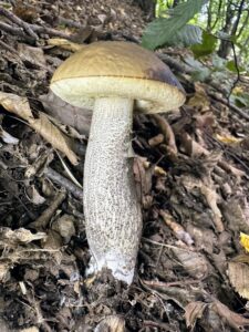 Leccinellum pseudoscabrum