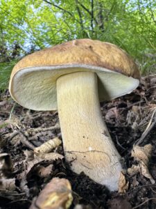 Boletus reticulatus