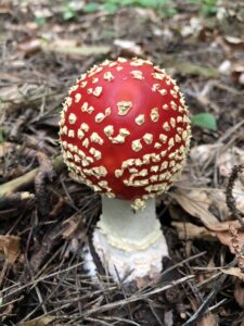 Amanita muscaria