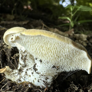 Hydnum repandum