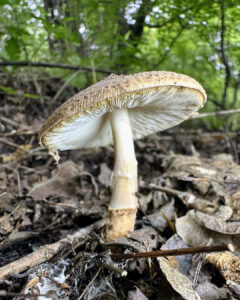 Echinoderma asperum