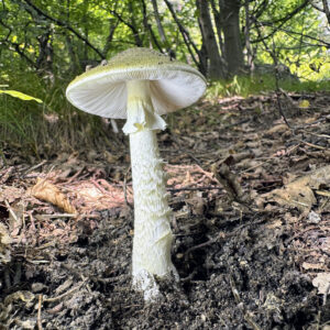Amanita phalloides