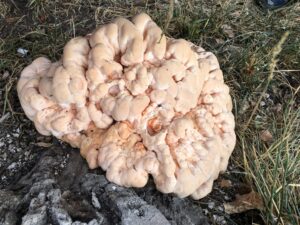 Laetiporus sulphureus