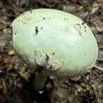 Amanita citrina