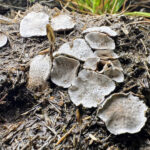 Poronia punctata