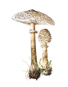 Macrolepiota