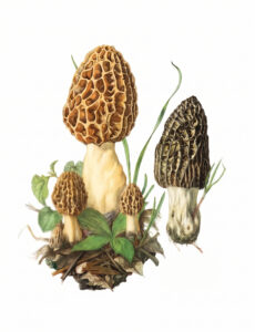 Morchella