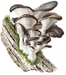 Pleurotus