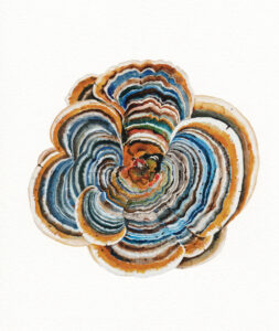 Trametes