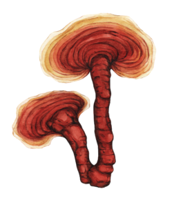 Ganoderma