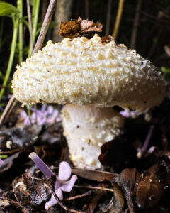 Cercopemyces crocodilinus