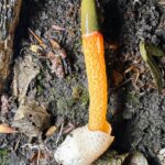 Mutinus caninus