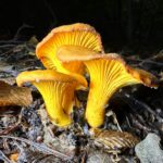 Cantharellus ferruginascens