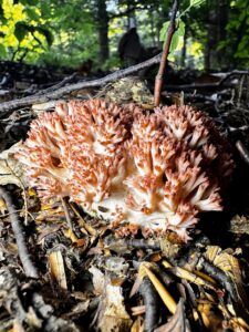 Ramaria botrytis