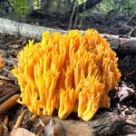Ramaria aurea