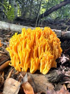 Ramaria aurea
