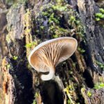 Arrhenia epichysium