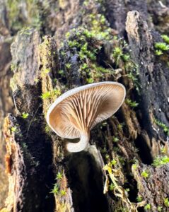 Arrhenia epichysium