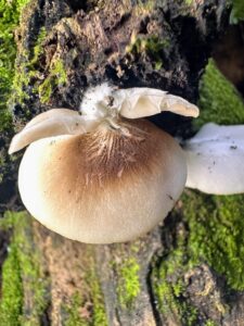 Hohenbuehelia petaloides