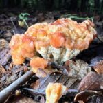 Turbinellus floccosus-group