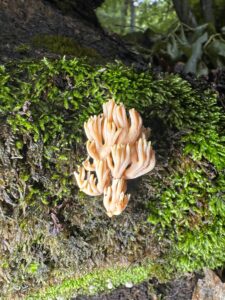 Artomyces pyxidatus